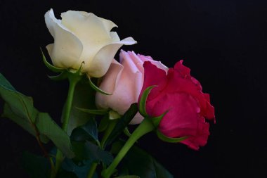 güzel üç renkli gül koyu arkaplanda, yaz konsepti, yakın görüş