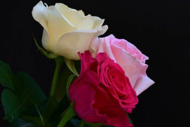 güzel üç renkli gül koyu arkaplanda, yaz konsepti, yakın görüş