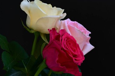 güzel üç renkli gül koyu arkaplanda, yaz konsepti, yakın görüş