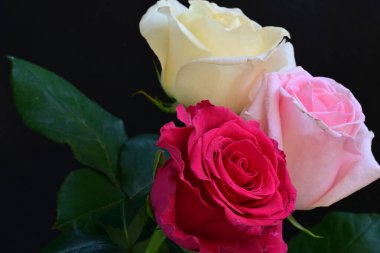 güzel üç renkli gül koyu arkaplanda, yaz konsepti, yakın görüş