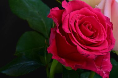 güzel üç renkli gül koyu arkaplanda, yaz konsepti, yakın görüş