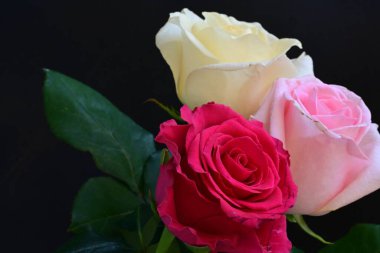 güzel üç renkli gül koyu arkaplanda, yaz konsepti, yakın görüş