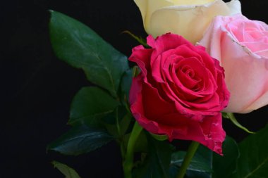 güzel üç renkli gül koyu arkaplanda, yaz konsepti, yakın görüş