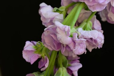 Koyu arkaplanda güzel mor çiçekler, yaz konsepti, yakın görüş