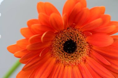 Bulanık arkaplanda güzel Gerbera çiçeğini kapat. 