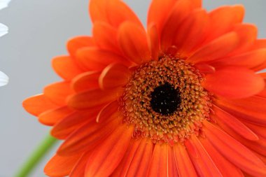 Bulanık arkaplanda güzel Gerbera çiçeğini kapat. 