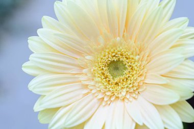 Bulanık arkaplanda güzel Gerbera çiçeğini kapat. 