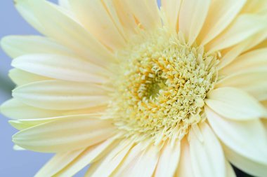 Bulanık arkaplanda güzel Gerbera çiçeğini kapat. 