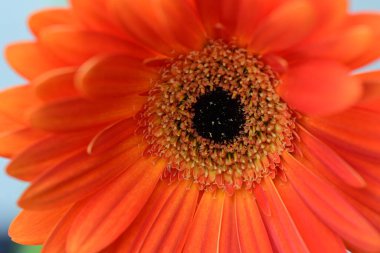 Bulanık arkaplanda güzel turuncu gerbera çiçeğini kapat. 