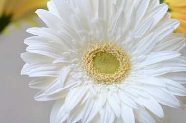 Bulanık arkaplanda güzel Gerbera çiçeğini kapat. 