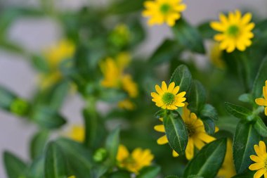 Bahçede yetişen güzel sarı çiçeklerin yakından görünümü