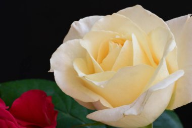 Yaz bahçesinde yetişen sarı gülü kapat..