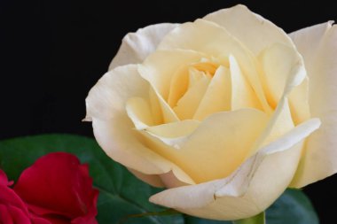 Siyah arkaplanda sarı ve kırmızı güller