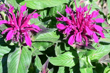 Güneşli yaz gününde bahçede büyüyen güzel çiçeklerin yakın çekimi..                        