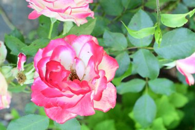 Bahçedeki güzel güller. Kapat. 