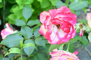 Bahçedeki güzel güller. Kapat. 