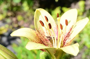 Bahçedeki sarı zambak çiçeği. Kapat - kapat.