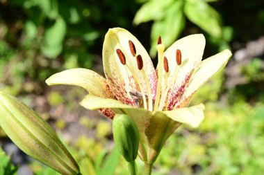 Bahçedeki sarı zambak çiçeği. Kapat - kapat.