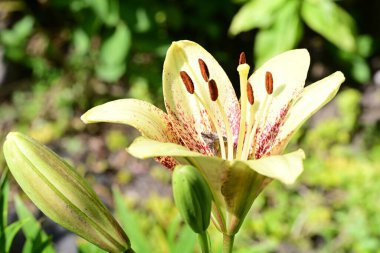 Bahçedeki sarı zambak çiçeği. Kapat - kapat.