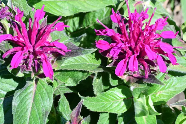 Güneşli yaz gününde bahçede büyüyen güzel çiçeklerin yakın çekimi..                        