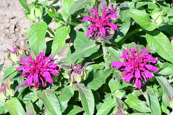 Güneşli yaz gününde bahçede büyüyen güzel çiçeklerin yakın çekimi..                        