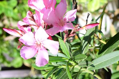 Bahçede bir demet pembe zakkum çiçeği 