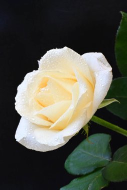 Siyah arkaplandaki güzel beyaz gülü kapat