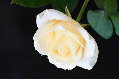 Siyah arkaplandaki güzel beyaz gülü kapat