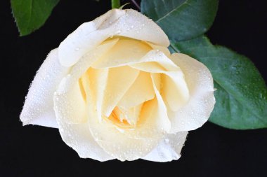 Siyah arkaplandaki güzel beyaz gülü kapat