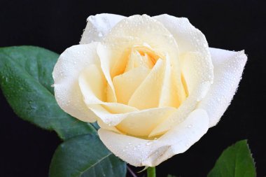 Siyah arkaplandaki güzel beyaz gülü kapat