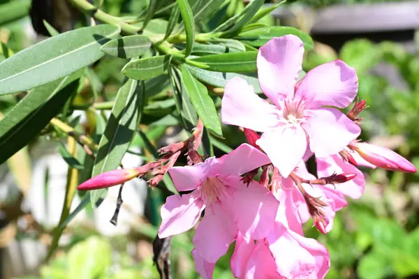 Bahçede bir demet pembe zakkum çiçeği 
