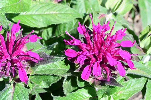 Bahçedeki güzel çiçekler