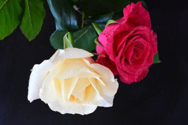 güzel iki gül siyah arkaplanda, biri kırmızı ve biri beyaz, yakın manzara