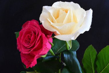 güzel iki gül siyah arkaplanda, biri kırmızı ve biri beyaz, yakın manzara
