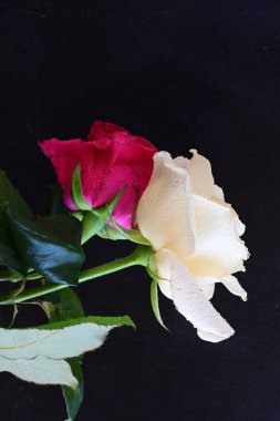 güzel iki gül siyah arkaplanda, biri kırmızı ve biri beyaz, yakın manzara