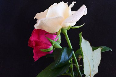 güzel iki gül siyah arkaplanda, biri kırmızı ve biri beyaz, yakın manzara