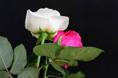 güzel iki gül siyah arkaplanda, biri kırmızı ve biri beyaz, yakın manzara