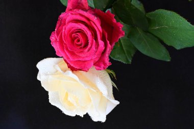 güzel iki gül siyah arkaplanda, biri kırmızı ve biri beyaz, yakın manzara