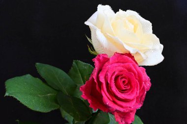 güzel iki gül siyah arkaplanda, biri kırmızı ve biri beyaz, yakın manzara