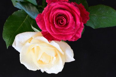 güzel iki gül siyah arkaplanda, biri kırmızı ve biri beyaz, yakın manzara