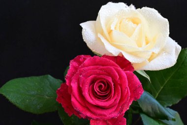 güzel iki gül siyah arkaplanda, biri kırmızı ve biri beyaz, yakın manzara