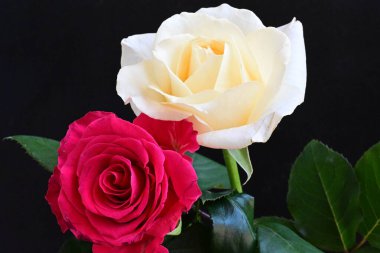 güzel iki gül siyah arkaplanda, biri kırmızı ve biri beyaz, yakın manzara