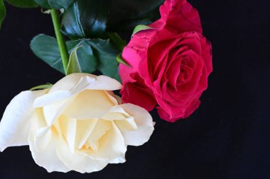 güzel iki gül siyah arkaplanda, biri kırmızı ve biri beyaz, yakın manzara