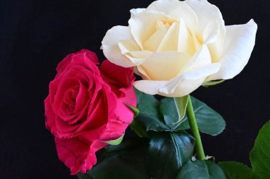 güzel iki gül siyah arkaplanda, biri kırmızı ve biri beyaz, yakın manzara