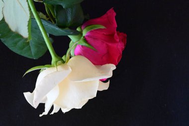 güzel iki gül siyah arkaplanda, biri kırmızı ve biri beyaz, yakın manzara