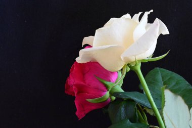 güzel iki gül siyah arkaplanda, biri kırmızı ve biri beyaz, yakın manzara