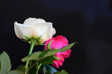 güzel iki gül siyah arkaplanda, biri kırmızı ve biri beyaz, yakın manzara