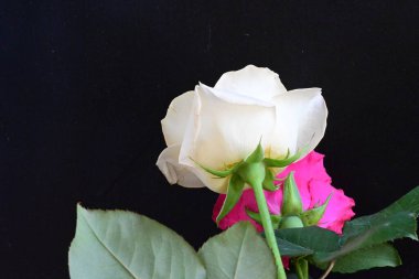 güzel iki gül siyah arkaplanda, biri kırmızı ve biri beyaz, yakın manzara