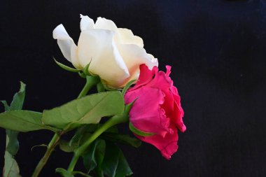 güzel iki gül siyah arkaplanda, biri kırmızı ve biri beyaz, yakın manzara