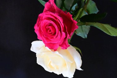 güzel iki gül siyah arkaplanda, biri kırmızı ve biri beyaz, yakın manzara